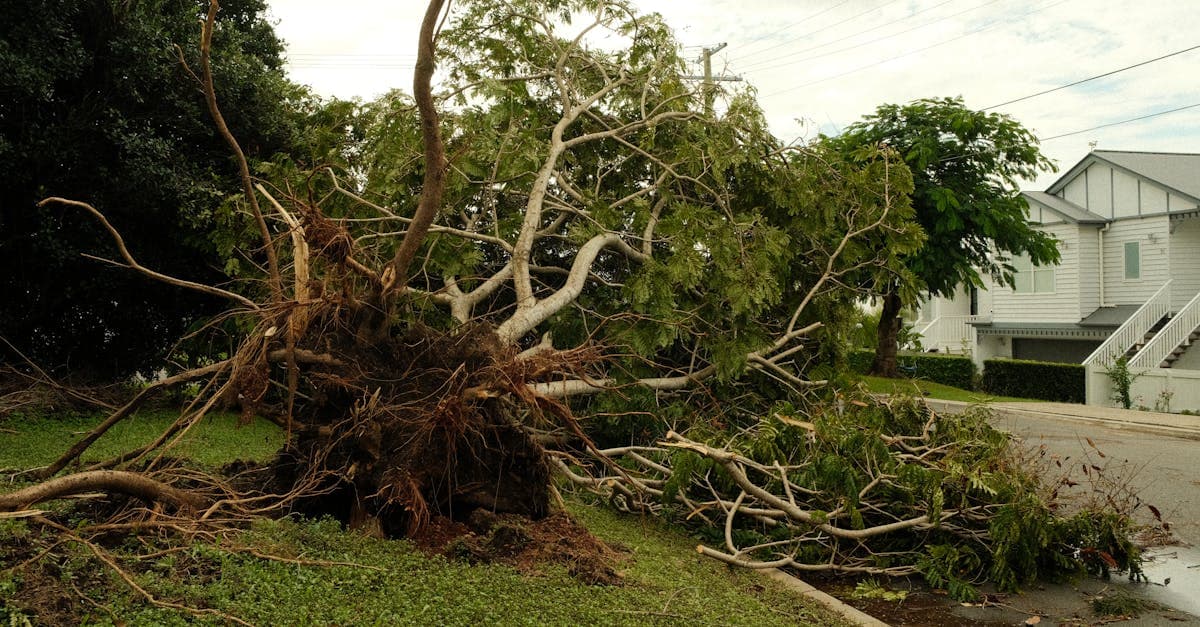 Cover Image for Tree Blocking Your Driveway: Does Insurance Cover Removal?